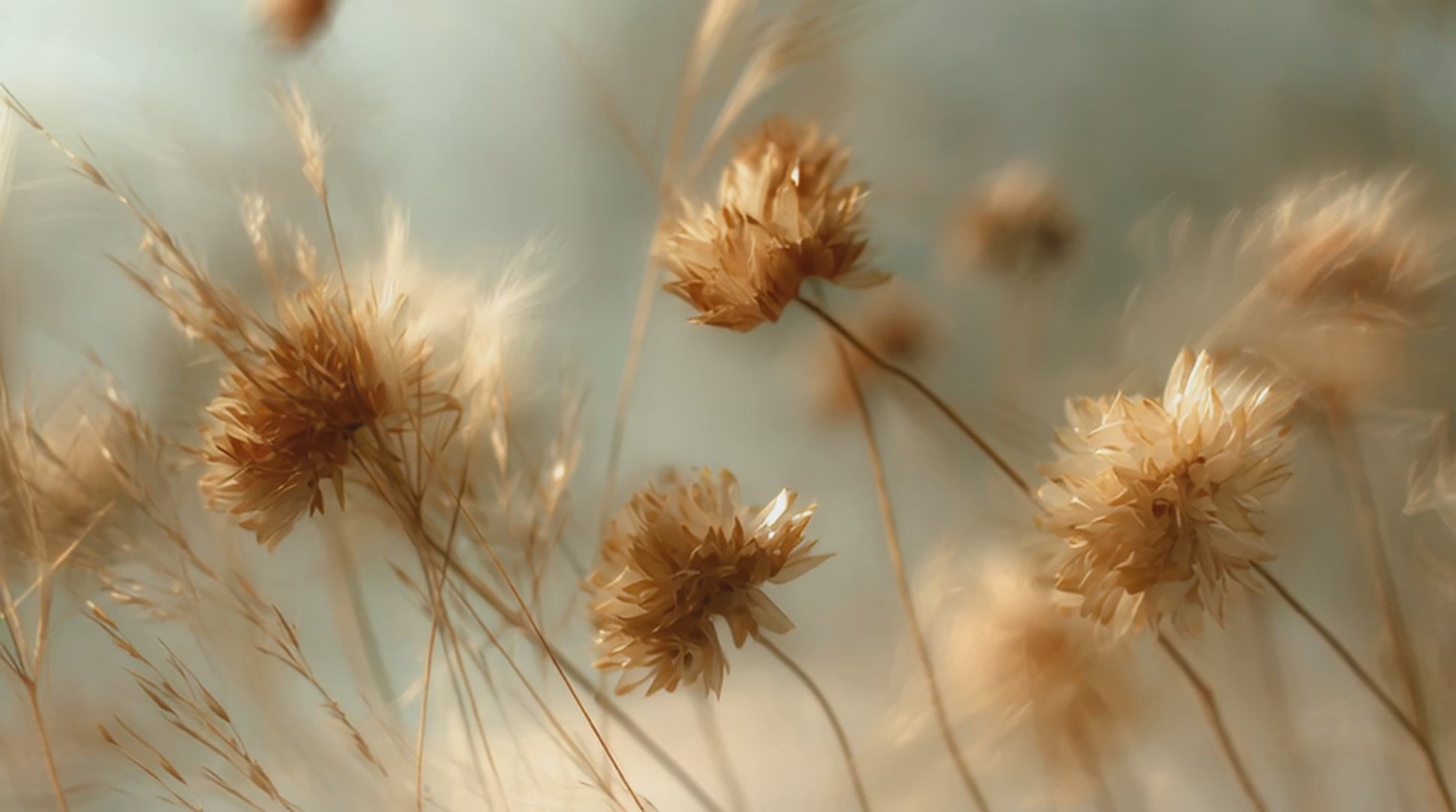 Dry grasses are moving with the wind