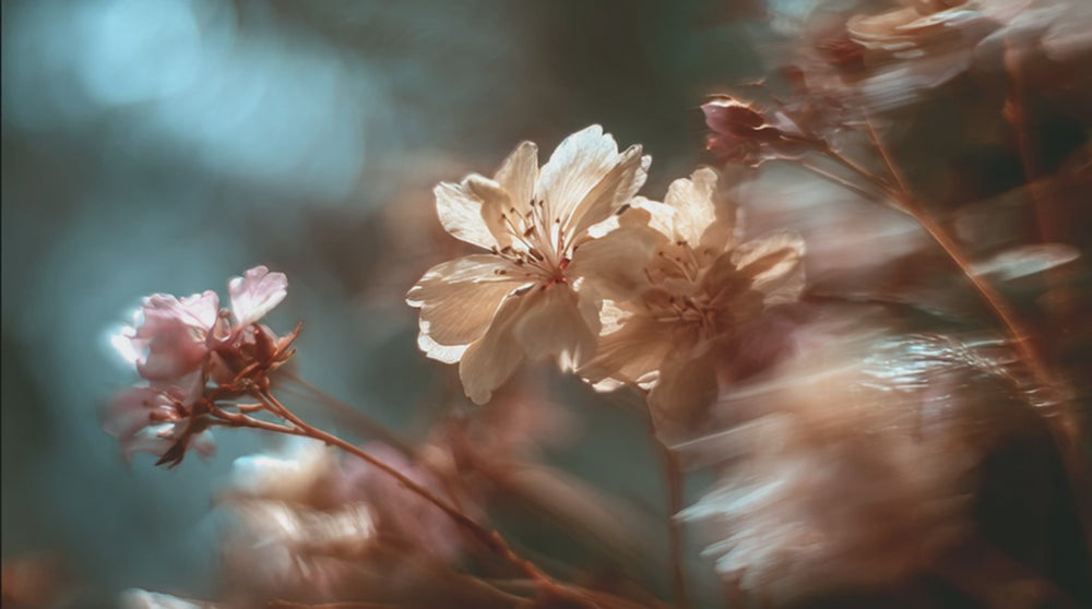 Beautiful flowers are moving with the wind