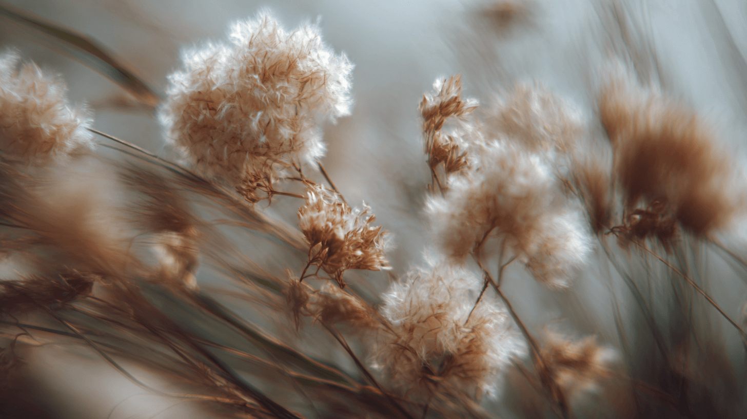 Summer flowers and grasses